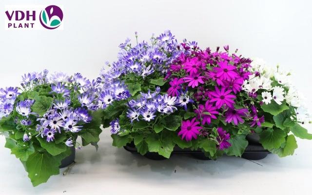 <h4>PERI C SEN GEM</h4>