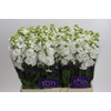 Matthiola incana StoX White