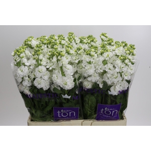 Matthiola incana StoX White