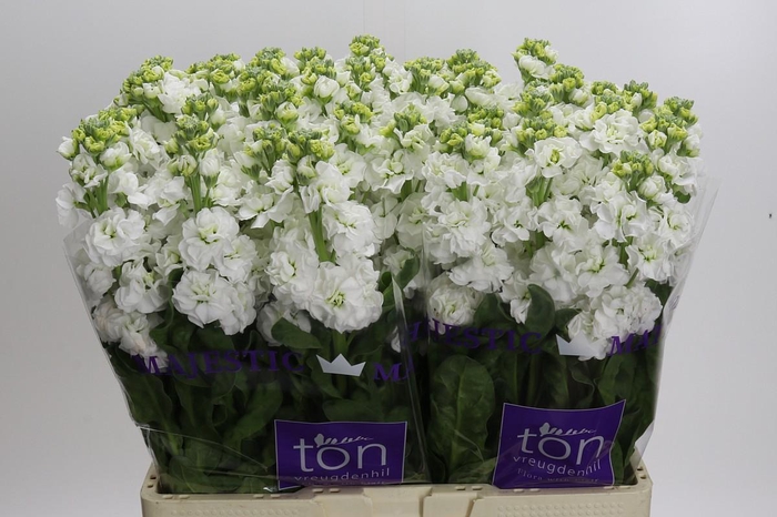 Matthiola incana StoX White