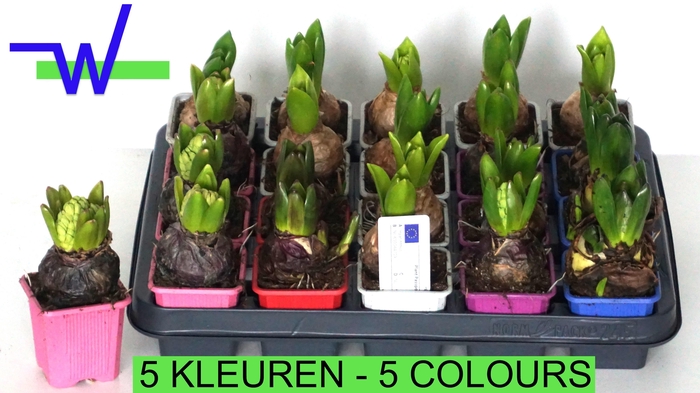 <h4>HYACIN GEM 5 KL</h4>