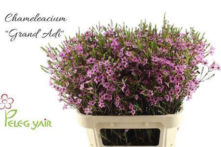 <h4>Chame Me Grand Adi</h4>