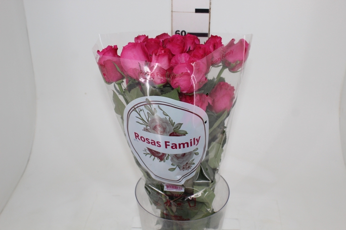 <h4>ROSA IVY 060 CM ESTUFA</h4>