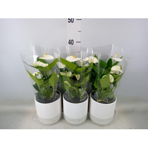 Anthurium  'Karma White'