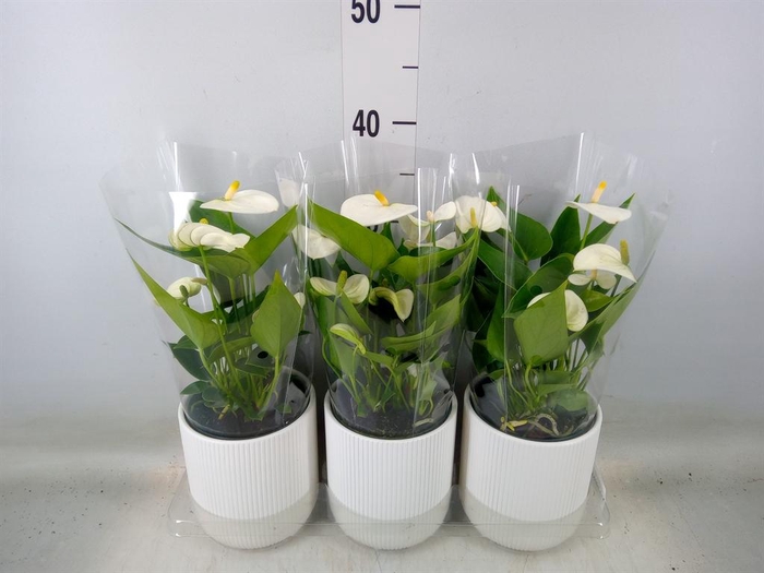 <h4>Anthurium  'Karma White'</h4>