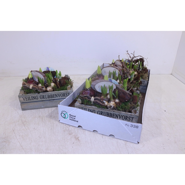 <h4>ARR BOL KNOLGEWAS</h4>