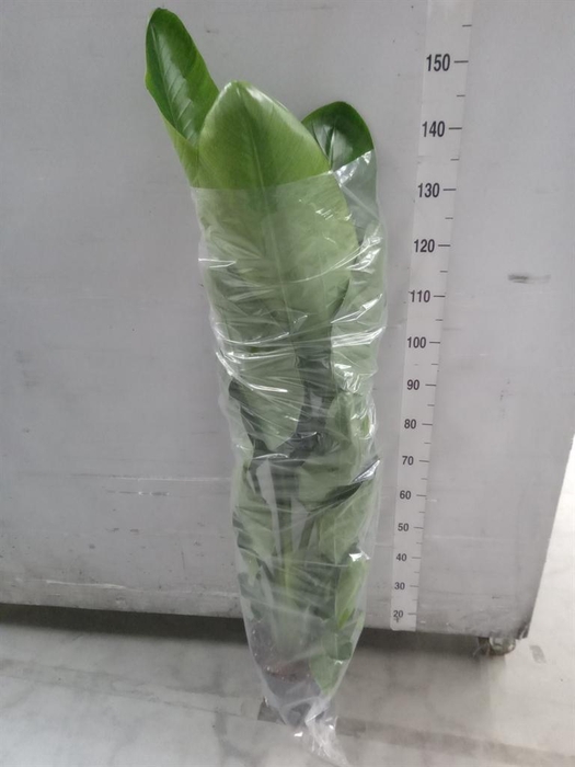 <h4>Strelitzia nicolai</h4>