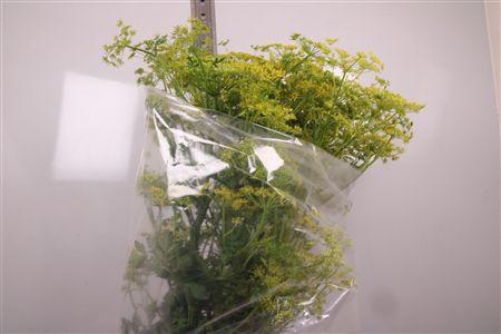 <h4>Angelica Gigas</h4>
