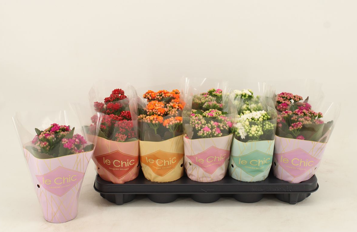 Kal cal mix le Chic