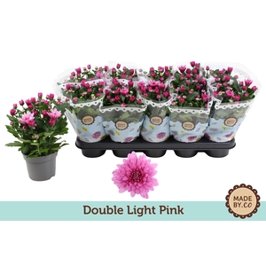 Chrysanthemum  Indicum Double Rose clair