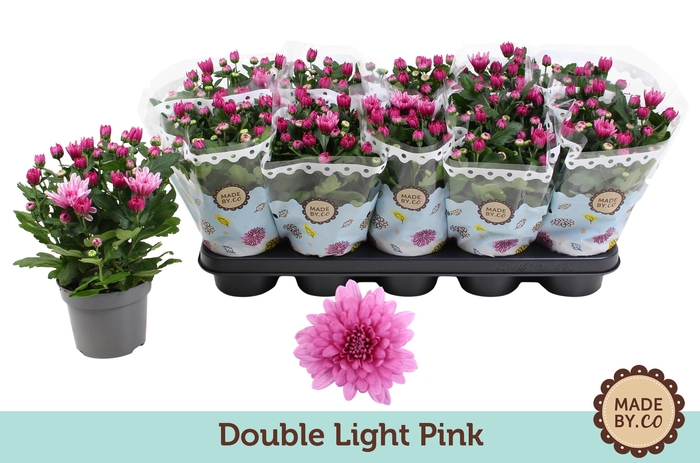 <h4>Chrysanthemum  Indicum Double Rose clair</h4>