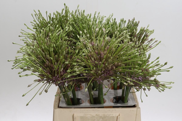 <h4>Allium Schubertii</h4>