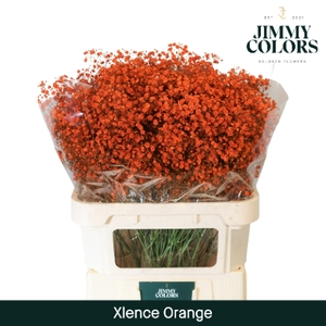 Gyps Xlence L80 Orange