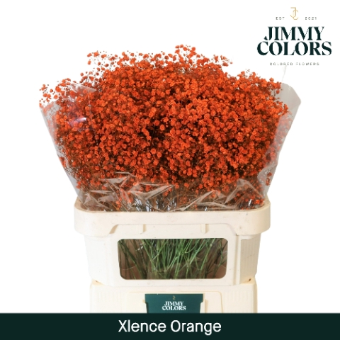 <h4>Gyps Xlence L80 Orange</h4>