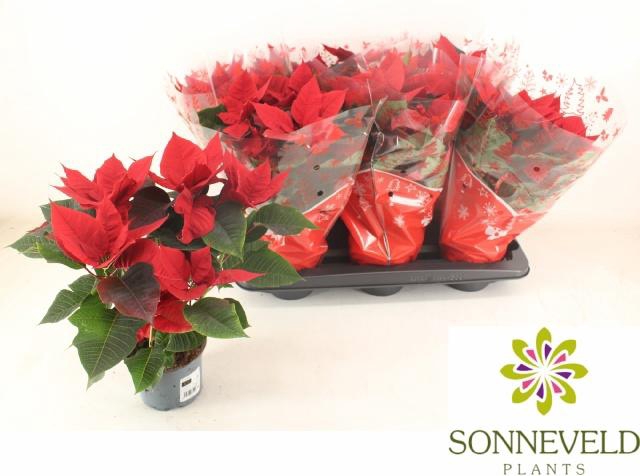 <h4>EUPHOR P CHR BREAK</h4>