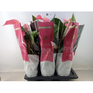 Anthurium andr. 'Maine'