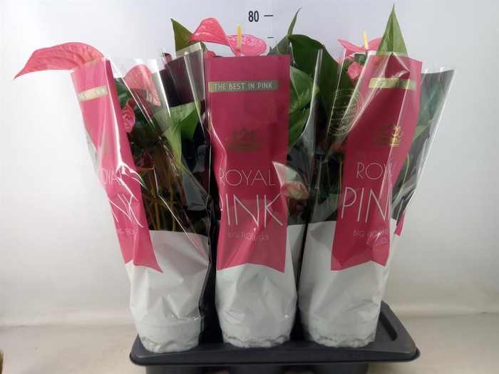 <h4>Anthurium andr. 'Maine'</h4>