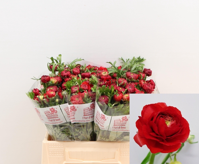 <h4>RAN DOLCEVITA RED</h4>