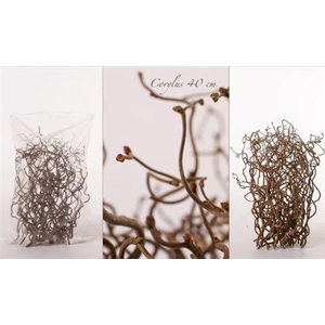 Corylus Av Contorta 40cm X50
