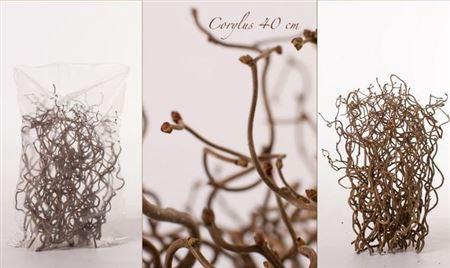 <h4>Corylus Av Contorta 40cm X50</h4>