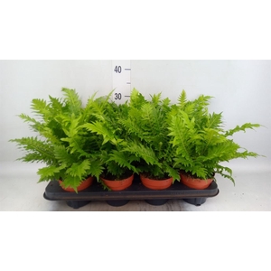 Blechnum gibbum 'Silver Lady'
