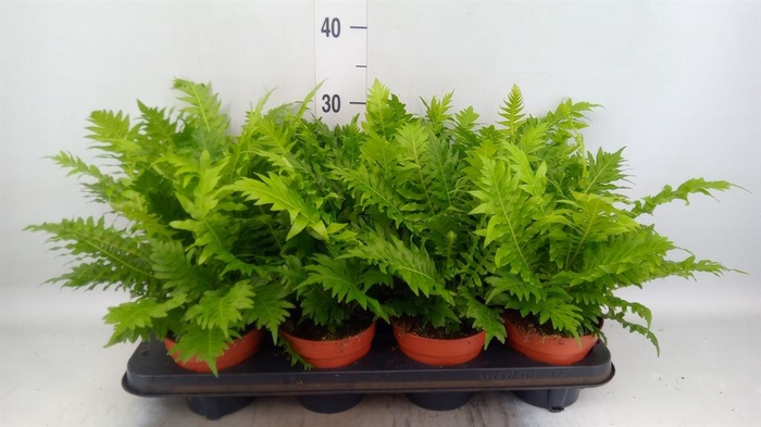 <h4>Blechnum gibbum 'Silver Lady'</h4>