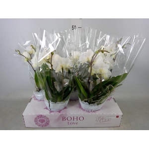 Phalaenopsis   ...white