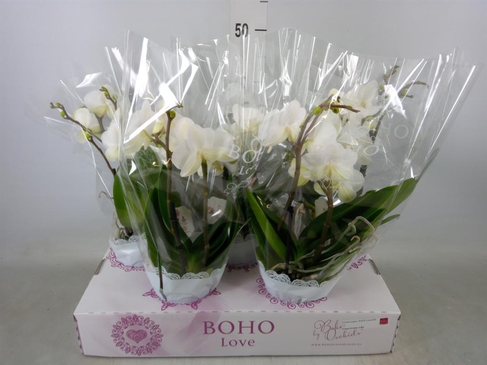 <h4>Phalaenopsis   ...white</h4>