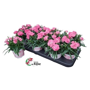 DIAN SPRINT PINK PRO