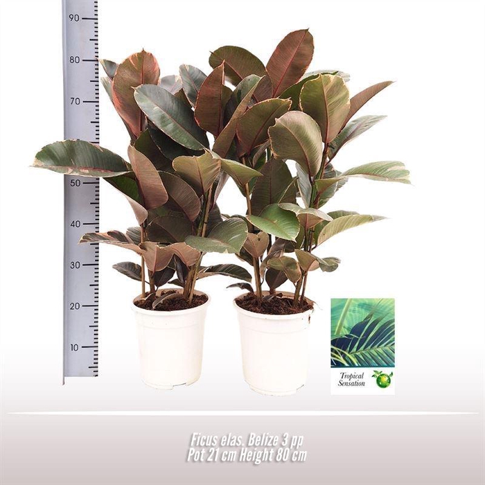 <h4>Ficus El Belize 3pp</h4>