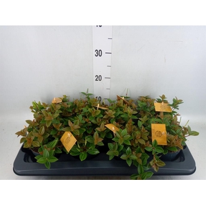 Peperomia angulata