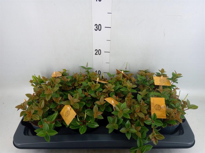 <h4>Peperomia angulata</h4>
