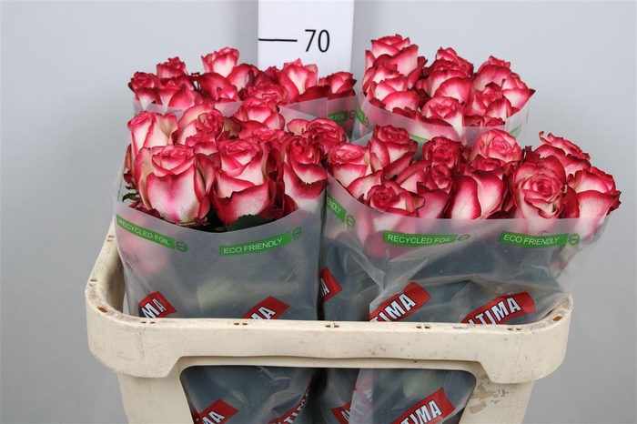 <h4>R Gr Paloma</h4>