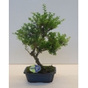 Ilex crenata