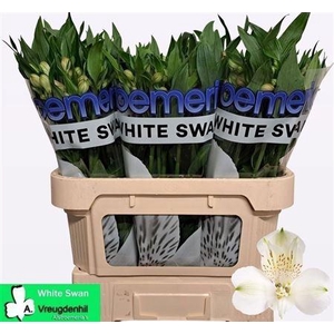 Alstr White Swan