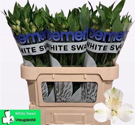 <h4>Alstr White Swan</h4>