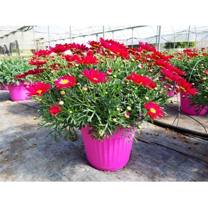 Anthemis punctata subsp. cupaniana