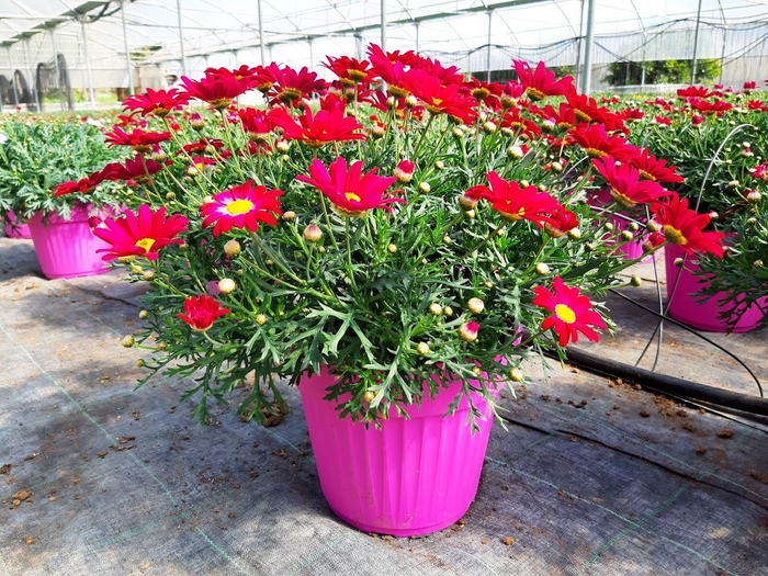 <h4>Anthemis punctata subsp. cupaniana</h4>