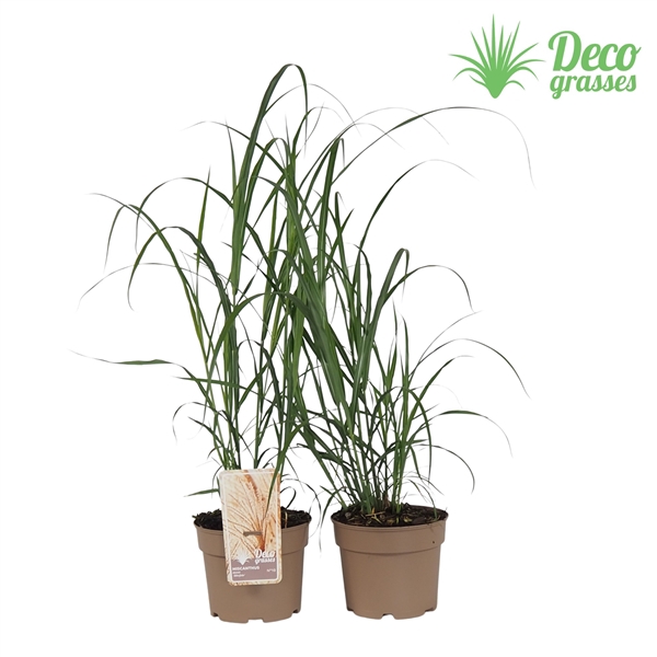 <h4>Miscanthus sinensis 'Silberfeder'</h4>