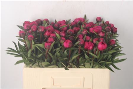 <h4>Paeo L Kansas X60</h4>