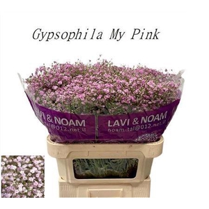Gyps Pa My Pink