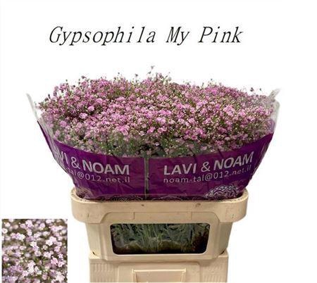 <h4>Gyps Pa My Pink</h4>