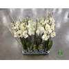 Phalaenopsis Biały 12Ø 70cm 3 Pędy
