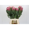 Protea Lady Di