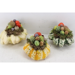 arr4 Sierfruit PP - Pattison x6 mix
