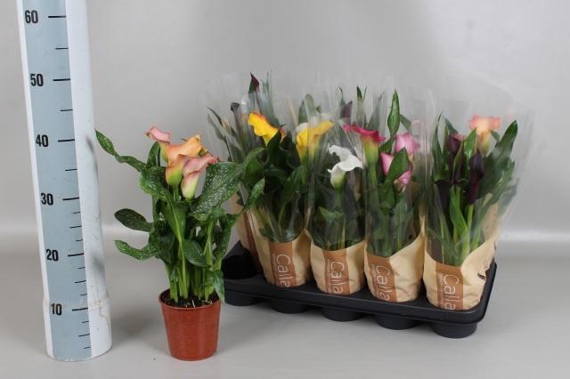 <h4>ZANT GEM 5 KL</h4>