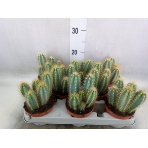 Pilosocereus pachycladus