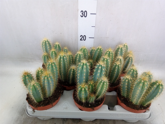 <h4>Pilosocereus pachycladus</h4>