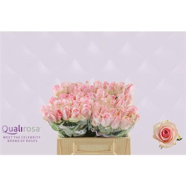 <h4>R Gr Sorbet Avalanche</h4>