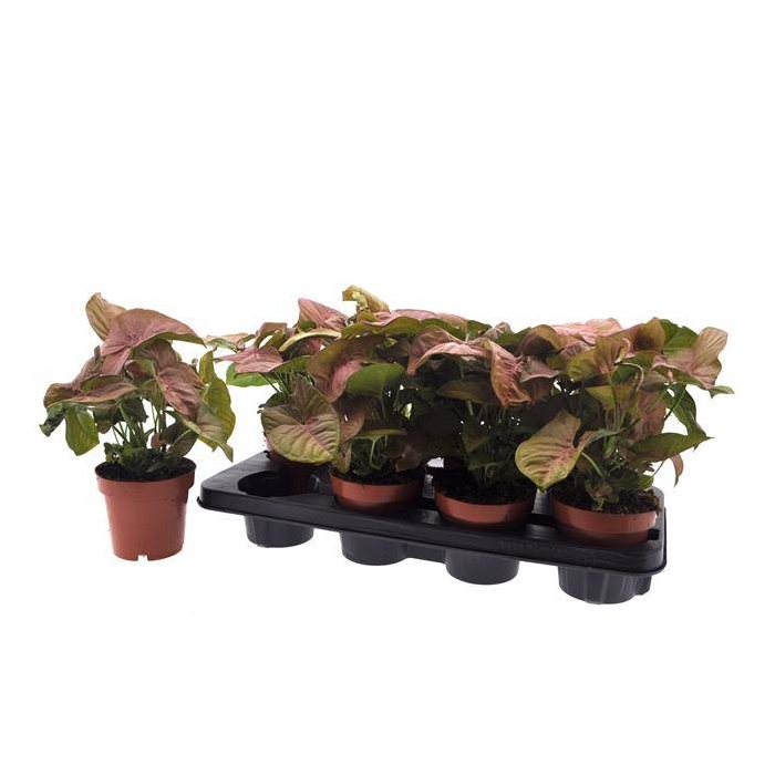 <h4>Syngonium podophyllum 12Ø 30cm</h4>
